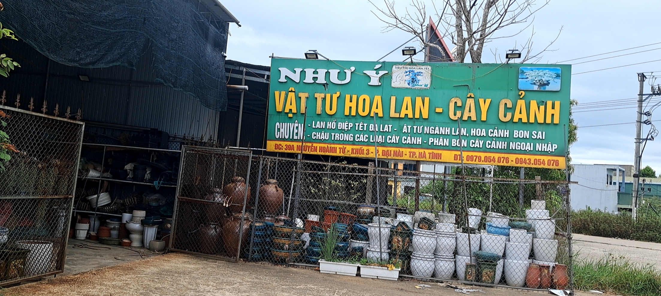 VẬT TƯ HOA LAN, CÂY CẢNH NHƯ Ý